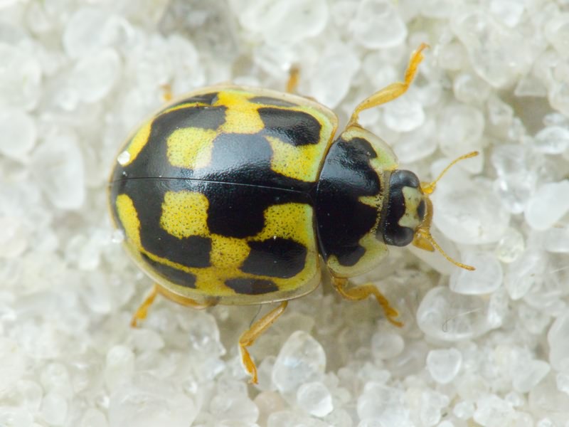 Propylea quatuordecimpunctata (Linnaeus, 1758)
